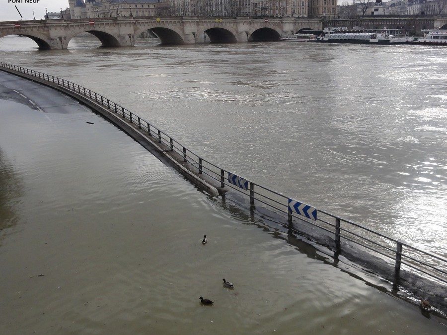 Ducks swimming on the route of the Paris Marathon?